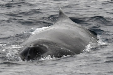 A whale swimming under water