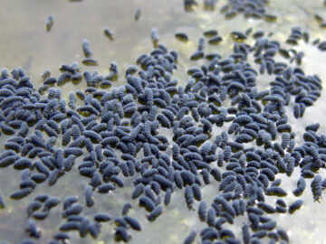 A close up of a snow covered field