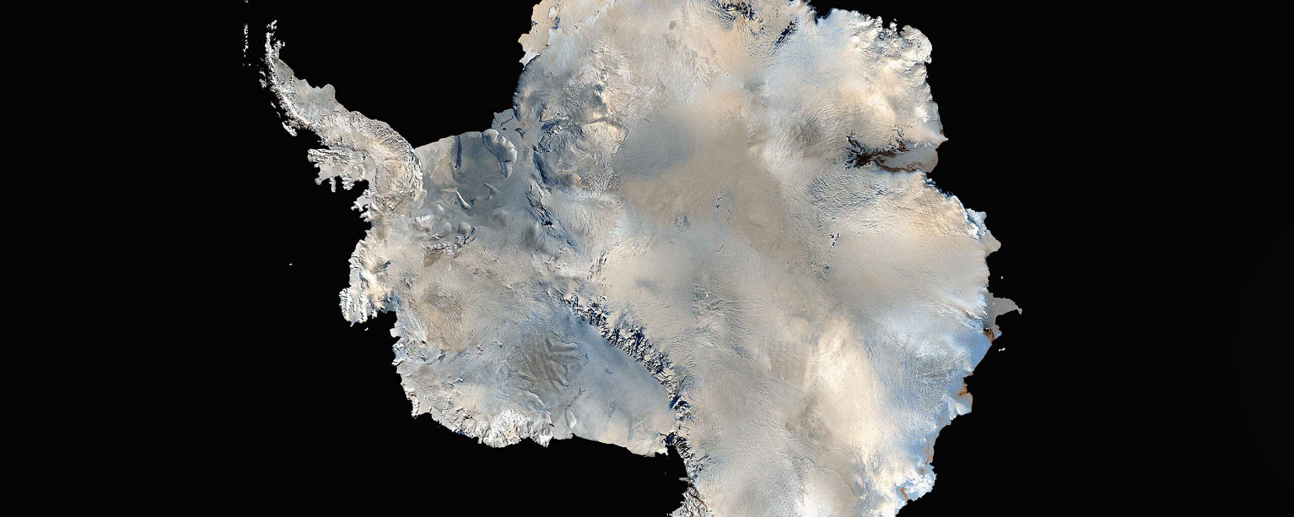 A close up of an animal