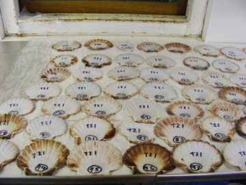 A table with scallop shells on it