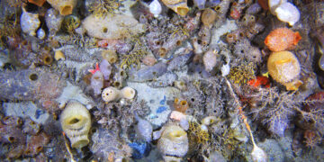 Antarctic seabed community