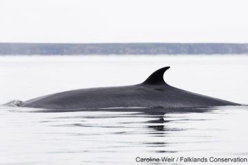 Photo of a Sei Whale in the ocean