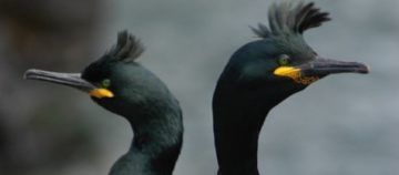 A close up of a bird.