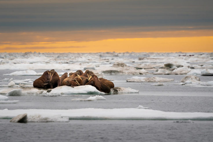 A herd of walruses on an ice floe