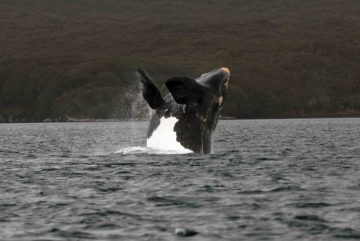 A bird flying over a body of water.