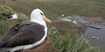 black browed albatros with Bird Island Research Station