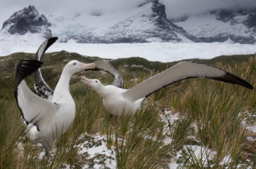 Wandering albatrosses displaying