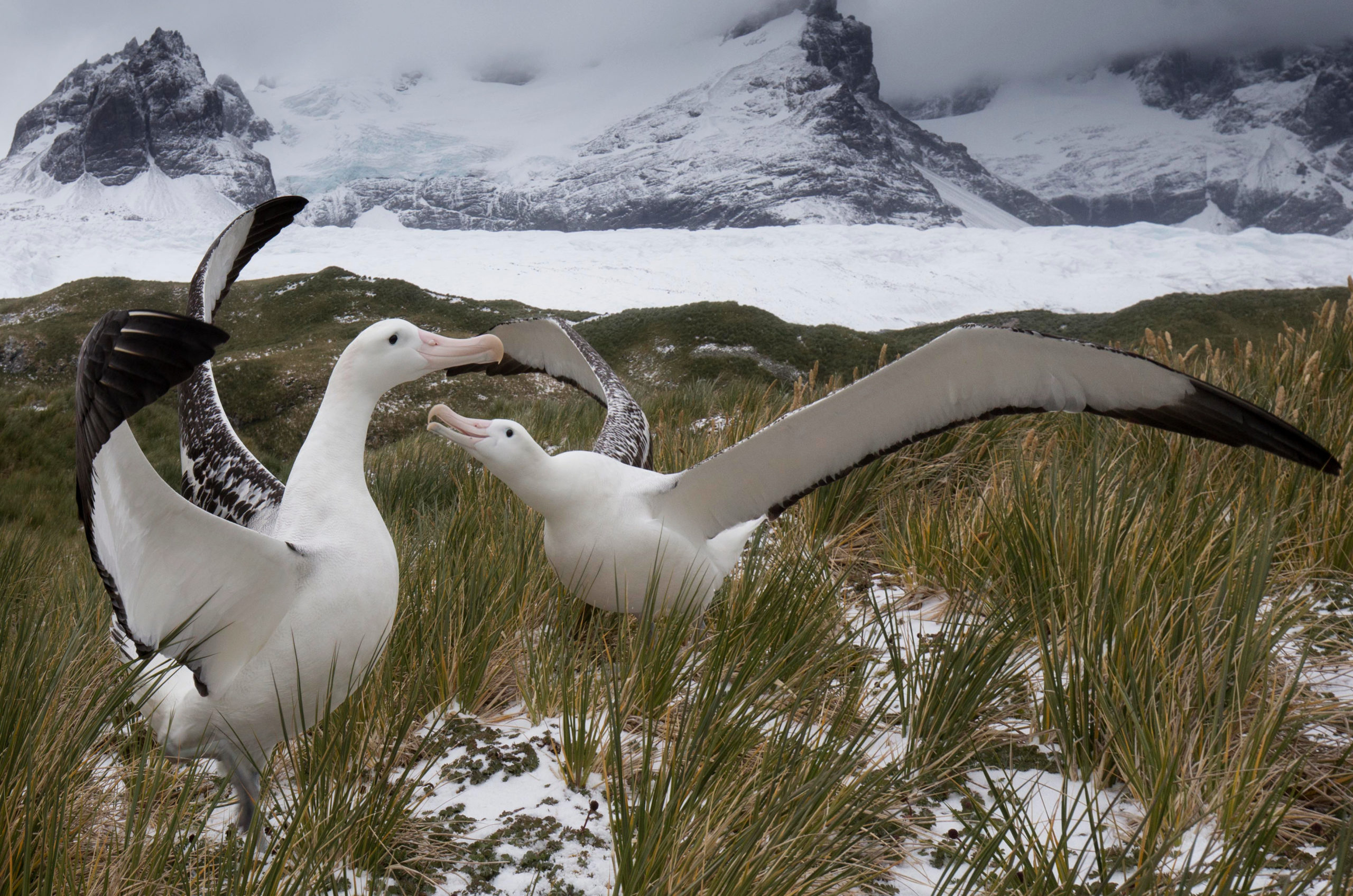 Wandering albatrosses displaying