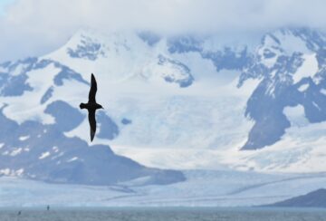 A seabird flying through the air on a snow covered mountain