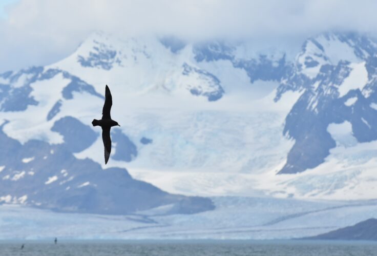 A seabird flying through the air on a snow covered mountain