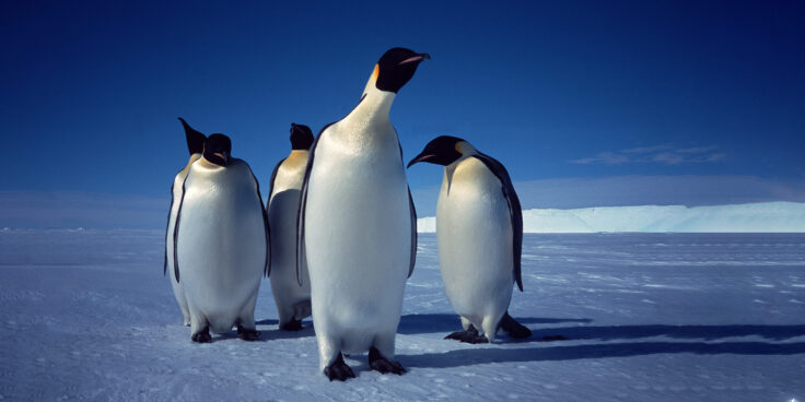 Emperor penguins on the sea ice in front of the Brunt Ice Shelf, Antarctica