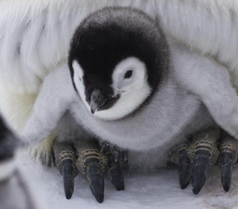 An emperor penguin chick huddling for warmth