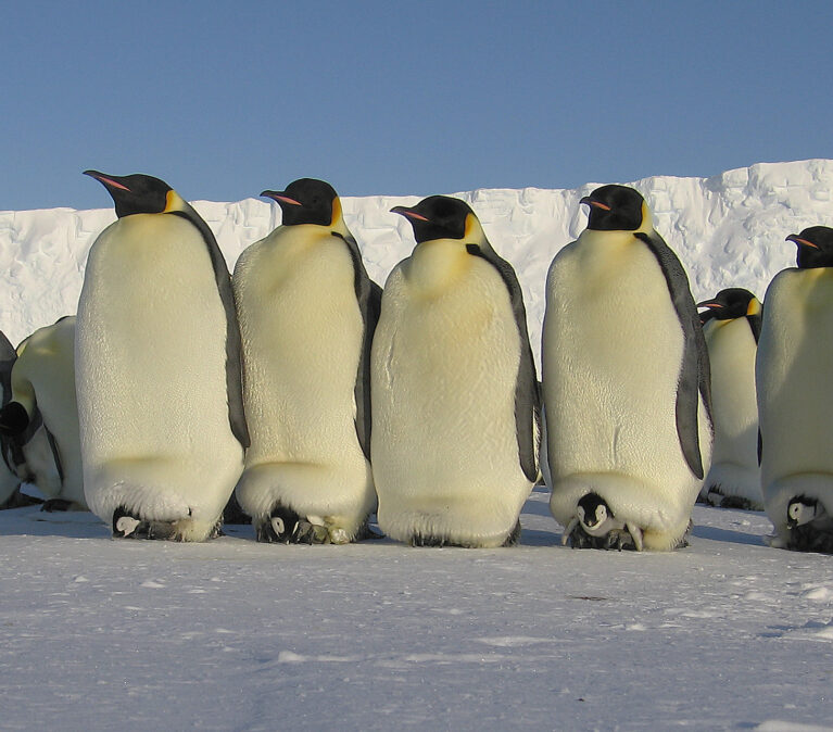 A colony of penguins stood on ice