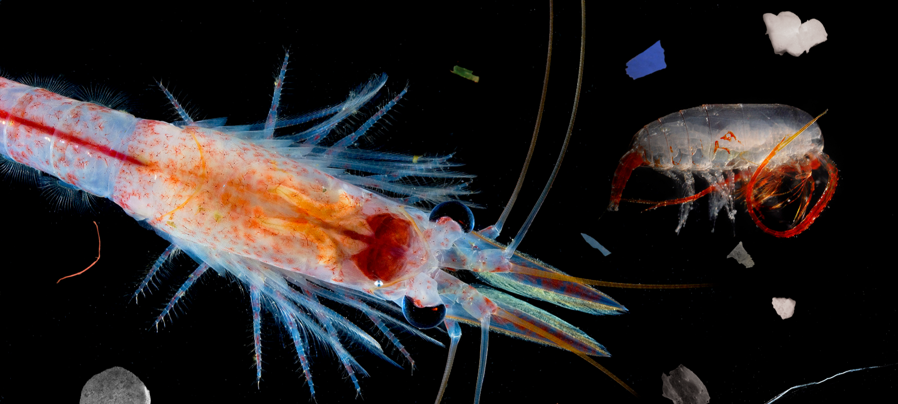 A close up of an animal